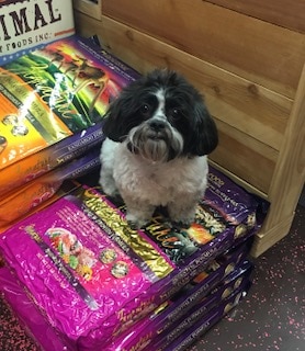 small dog sitting on a bag of dog food