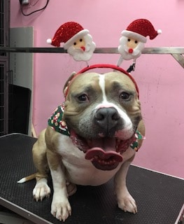 Happy dog with a Santa Claus hat