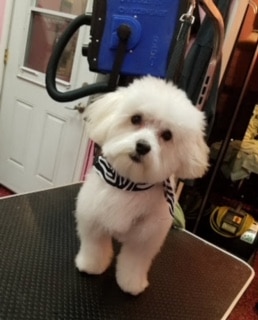 small poodle before a pet grooming