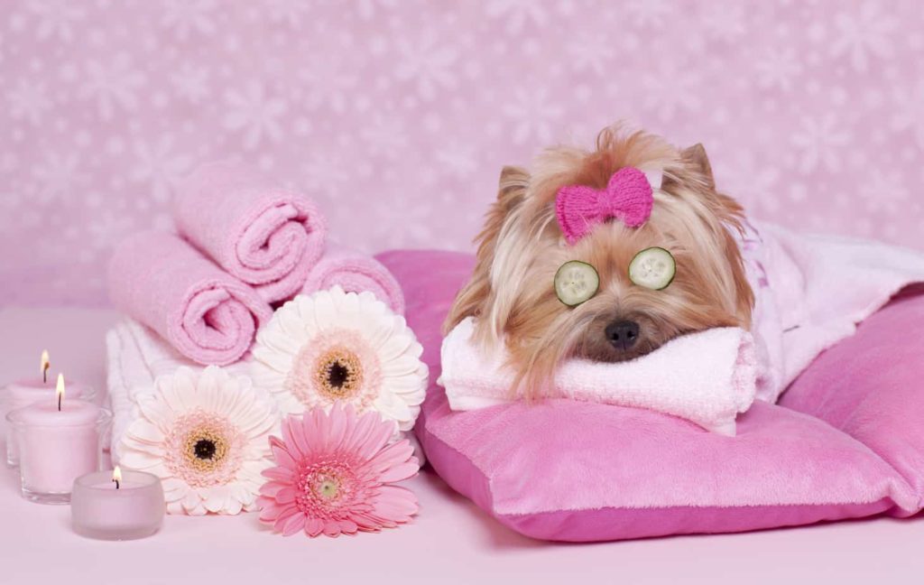 Yorkshire Terrier Dog Day at the Spa