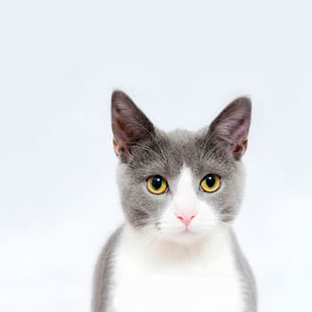 cat-picture