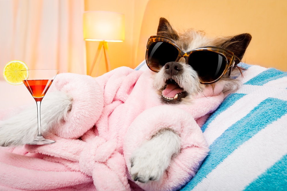 cool funny  poodle dog resting and relaxing in   spa wellness salon center ,wearing a  pink bathrobe and fancy sunglasses, with martini cocktail