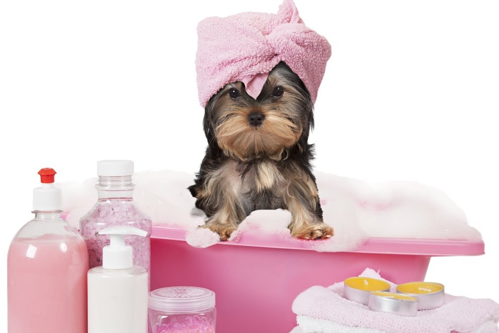Funny Yorkshire terrier dog taking a bath isolated on white background