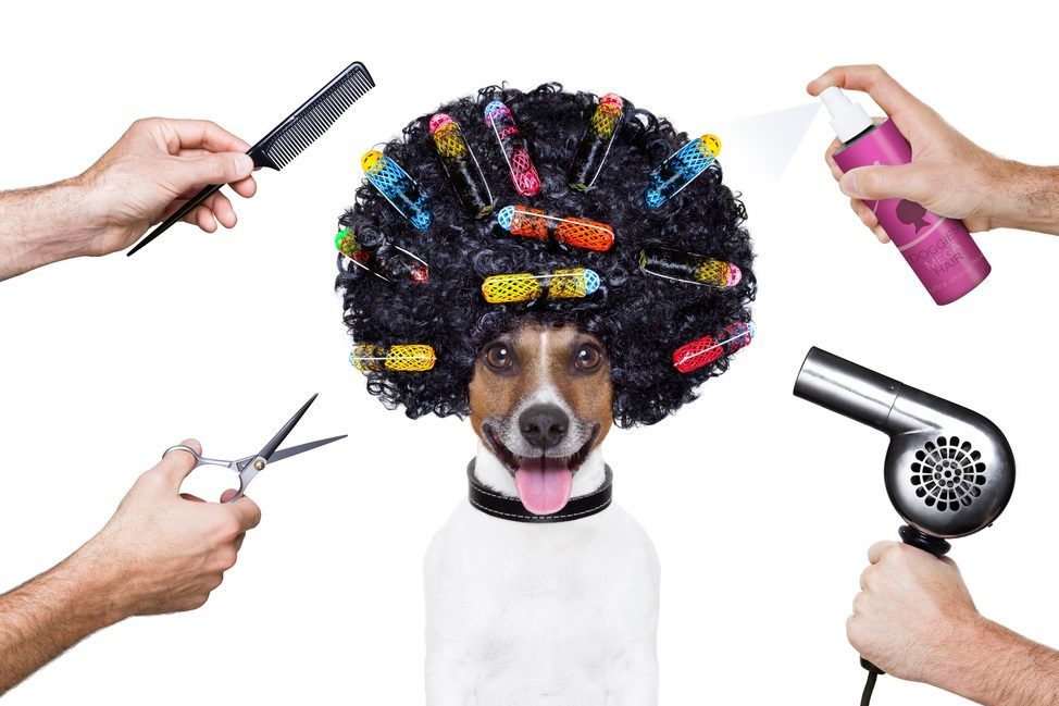 hairdresser  scissors comb dog spray spa wellness