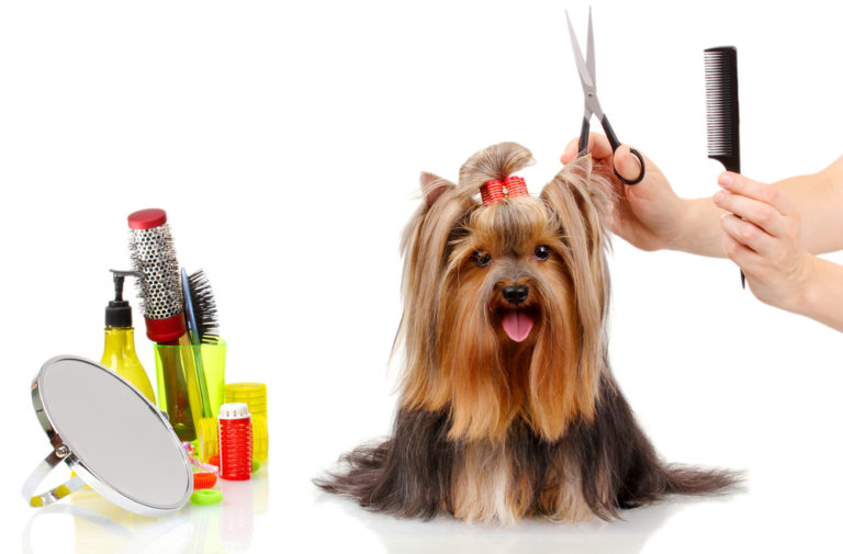 Winter Grooming Tips for Your Dog Woof Gang Bakery & Grooming Las Vegas