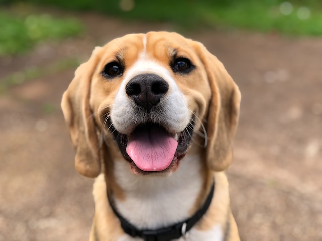 Dog grooming tips - happy dog smiling at camera