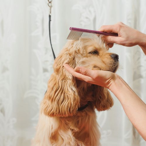 How long does dog grooming take? - dog with long ears being brushed