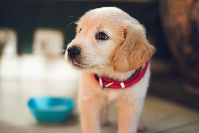 Locally Owned Pet Store - Golden retriever puppy with a red collar