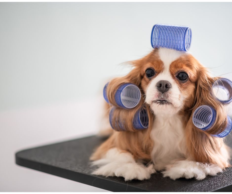 dog with curlers