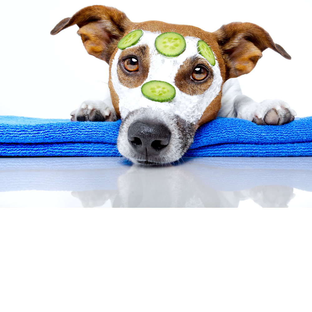 Las Vegas dog grooming - dog with cucumbers on face being pampered