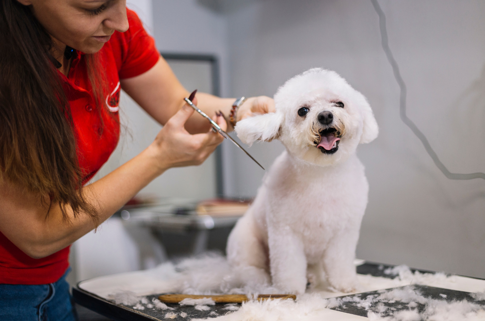Pet Grooming - small, white dog receiving a hair cut