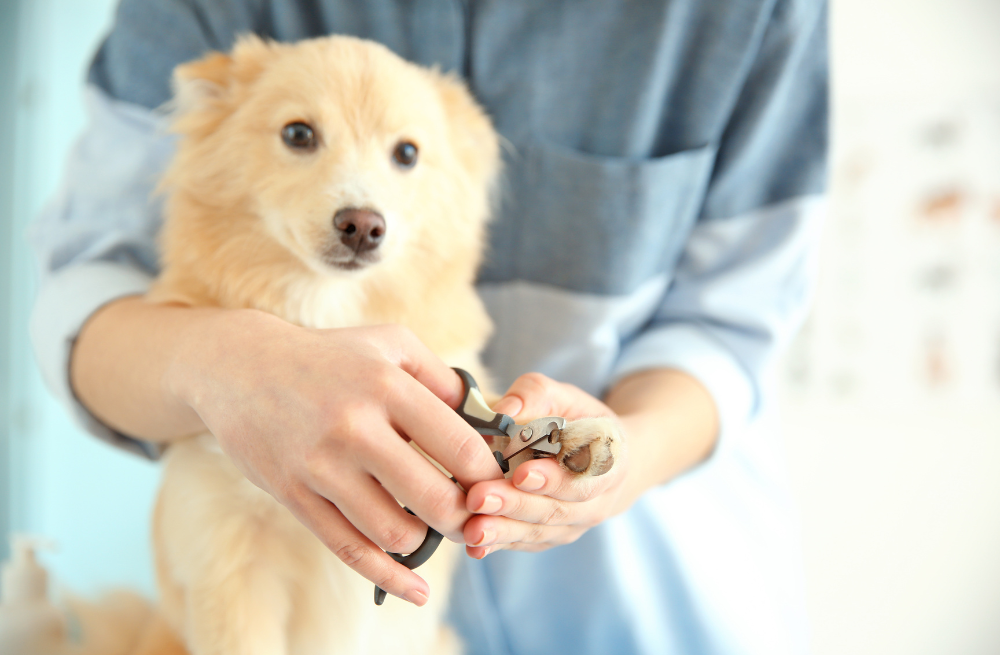 Dog getting nails trimmed at pet groomers