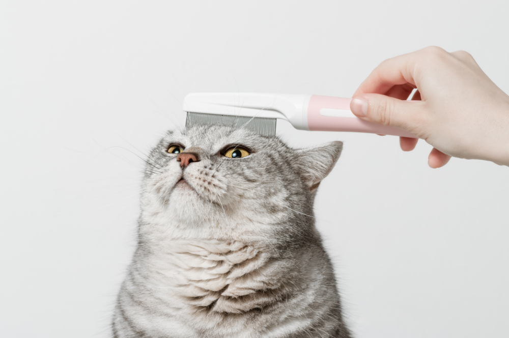 Cat grooming - groomer brushing hair on cat's head