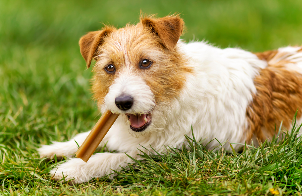 Healthy pet treats - dog eating a treat in the grass