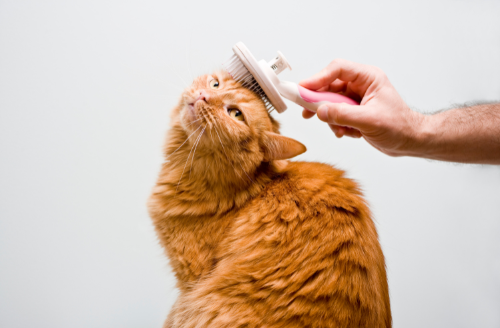 pet grooming tips - orange cat being brushed